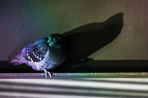 Shadow Casting Pigeon Looking Towards Light (Rainbow Tone Photo)