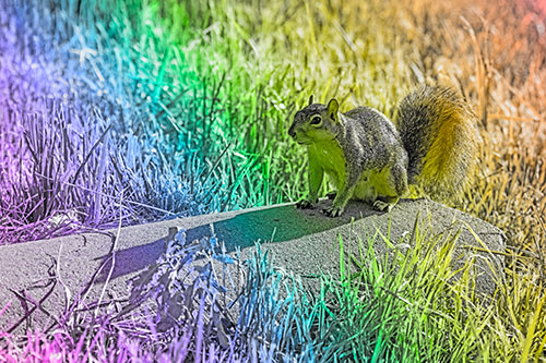 Shadow Casting Squirrel Sitting Atop Concrete Drain (Rainbow Tone)