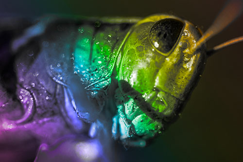 Shadow Casts Smile Across Grasshoppers Face (Rainbow Tone)