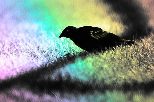 Shadow Standing Grackle Bird Leaning Forward On Grass (Rainbow Tone Photo)
