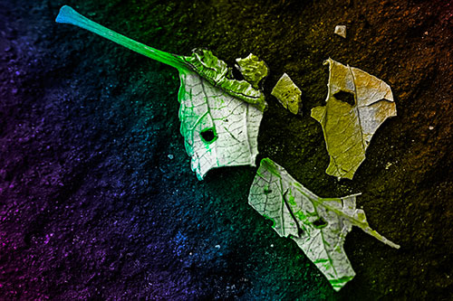 Shattered Leaf Face Separating Atop Pavement (Rainbow Tone)