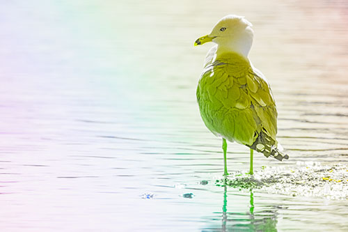 Shore Standing Seagull Watches Across Lake (Rainbow Tone)