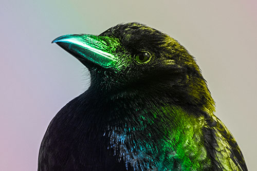 Side Glancing Crow Among Sunlight (Rainbow Tone Photo)