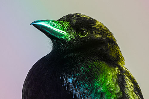 Side Glancing Crow Among Sunlight (Rainbow Tone)