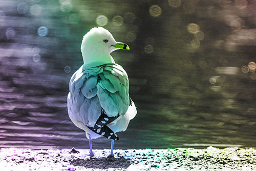 Sideways Glancing Seagull Observing Lake Surroundings (Rainbow Tone)
