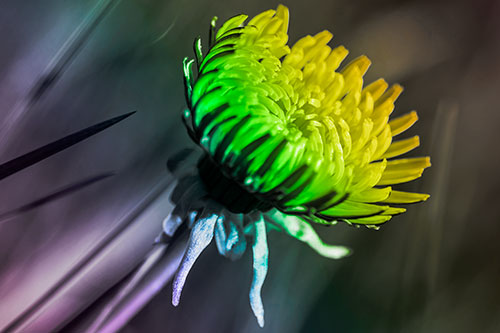 Sideways Taraxacum Flower Blooming Towards Light (Rainbow Tone Photo)