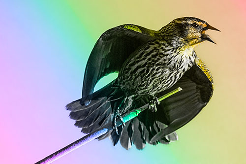 Singing Female Red Winged Blackbird Gripping Broken Cattail (Rainbow Tone)
