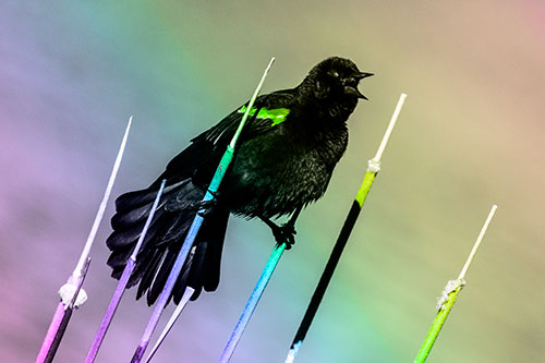 Singing Red Winged Blackbird Gripping Ahold Between Leaning Cattail Branches (Rainbow Tone)