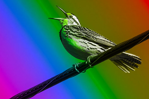 Singing Western Meadowlark Perched Atop Powerline Wire (Rainbow Tone Photo)