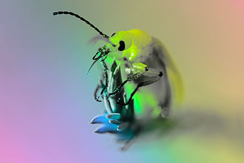 Sitting Blister Beetle Riding Plant Top (Rainbow Tone)