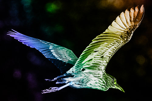 Skittish Black Crowned Night Heron Flying Towards Seclusion (Rainbow Tone)
