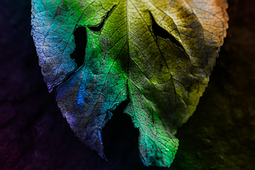 Slant Eyed Leaf Face Decaying Atop Pavement (Rainbow Tone)