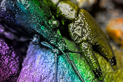 Slimy Crayfish Rests Claw Beside Head (Rainbow Tone Photo)