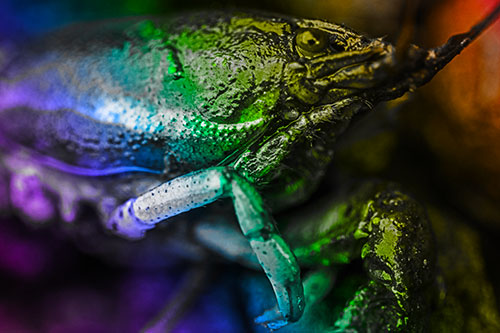 Slimy Wet Bulging Eyed Crayfish (Rainbow Tone Photo)