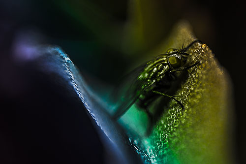 Sloping Cluster Fly Hangs Onto Leaf Petal (Rainbow Tone)