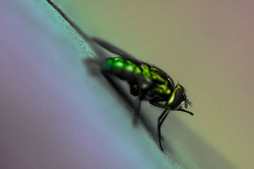 Sloping Perched Cluster Fly Cleaning Itself (Rainbow Tone)