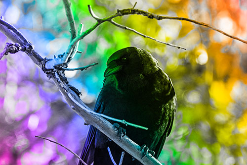 Sloping Perched Crow Glancing Downward Atop Tree Branch (Rainbow Tone Photo)