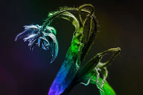 Slouching Hairy Stemmed Weed Plant (Rainbow Tone Photo)