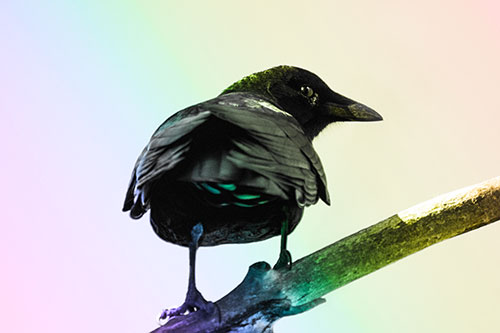 Sly Eyed Crow Glances Backward Among Tree Branch (Rainbow Tone Photo)