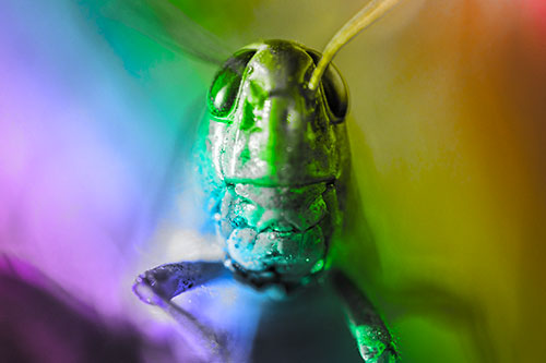 Smiling Grasshopper Enjoying Sunshine (Rainbow Tone)