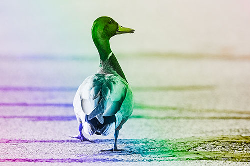 Smiling Mallard Duck Walking Down Sidewalk (Rainbow Tone Photo)