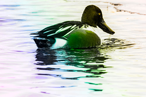 Smiling Northern Shoveler Duck Swimming Calm River Water (Rainbow Tone Photo)