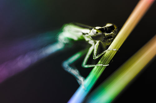 Snarling Damselfly Hangs Onto Grass Blade (Rainbow Tone)