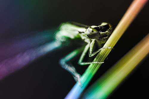 Snarling Dragonfly Hangs Onto Grass Blade (Rainbow Tone Photo)