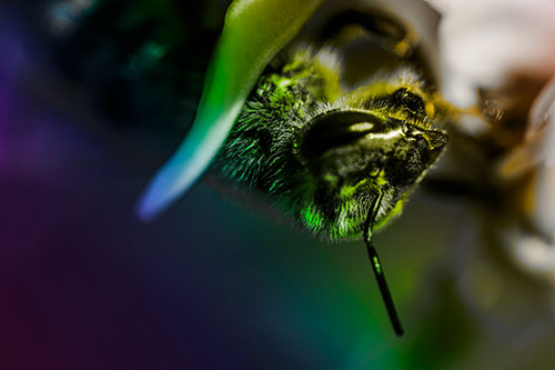 Snarling Honey Bee Clinging Flower Petal (Rainbow Tone Photo)