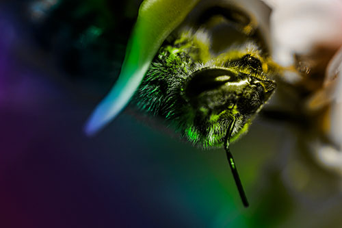 Snarling Honey Bee Clinging Flower Petal (Rainbow Tone)