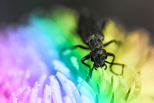 Snarling Oedemera Beetle Eating Dandelion Pollen (Rainbow Tone)