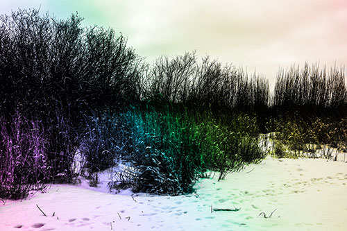 Snow Covered Tall Grass Surrounding Trees (Rainbow Tone Photo)