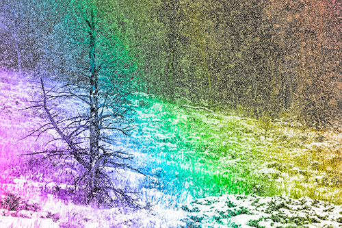 Snow Covers Dead Christmas Tree (Rainbow Tone Photo)