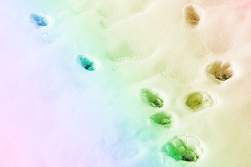 Snowy Animal Footprints Changing Direction (Rainbow Tone Photo)