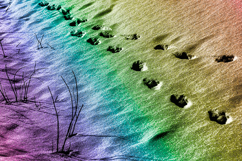 Snowy Footprints Along Dead Branches (Rainbow Tone Photo)
