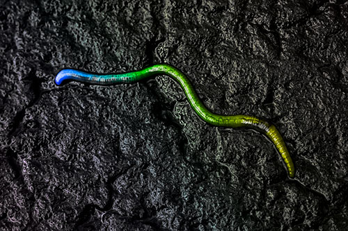 Soaked Earthworm Wiggles Across Wet Pavement (Rainbow Tone)
