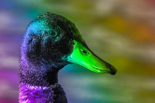 Soaked Male Mallard Duck Watching Among Lake (Rainbow Tone)