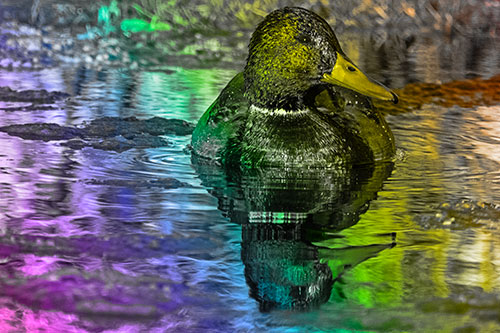 Soaked Mallard Duck Casts Pond Water Reflection (Rainbow Tone Photo)