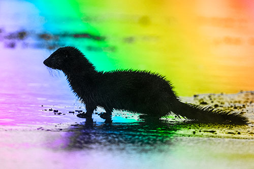 Soaked Mink Contemplates Swimming Across River (Rainbow Tone Photo)