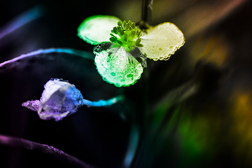 Soaking Wet Frogbit Flower Dew (Rainbow Tone Photo)
