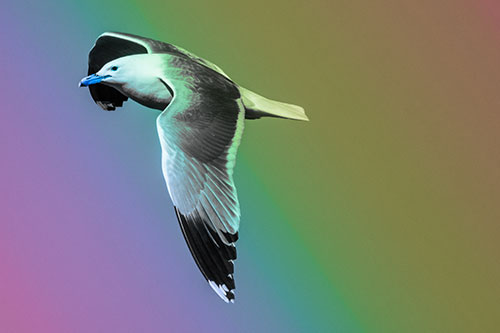 Soaring Seagull Circling Above Lake (Rainbow Tone)