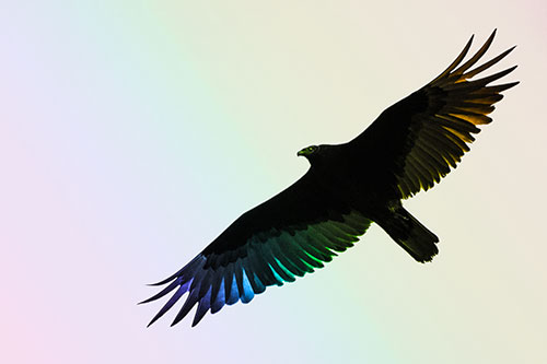 Soaring Turkey Vulture Flying Among Sky (Rainbow Tone Photo)