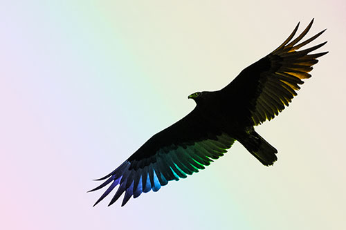 Soaring Turkey Vulture Flying Among Sky (Rainbow Tone)