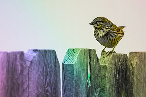 Song Sparrow Standing Atop Wooden Fence (Rainbow Tone Photo)
