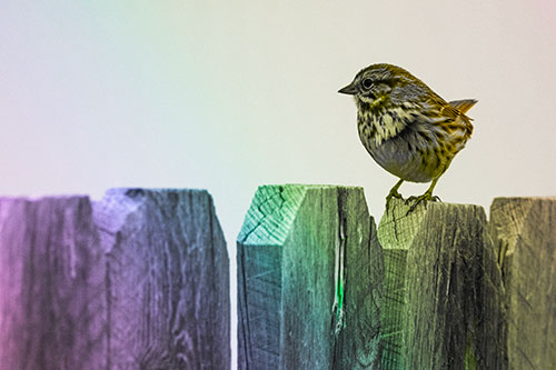 Song Sparrow Standing Atop Wooden Fence (Rainbow Tone)
