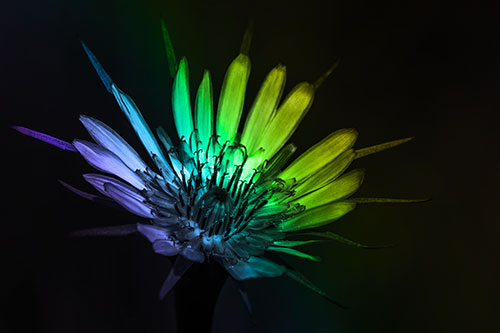 Spiky Salsify Flower Gathering Sunshine (Rainbow Tone Photo)