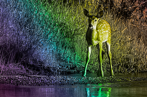 Spotted White Tailed Deer Standing Along River Shoreline (Rainbow Tone)