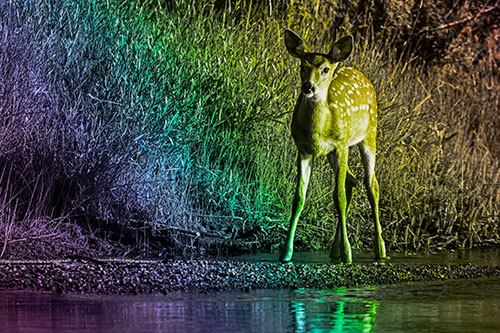 Spotted White Tailed Deer Standing Along River Shoreline (Rainbow Tone Photo)
