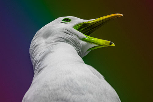 Squawking Seagull Calling Out To Others (Rainbow Tone)