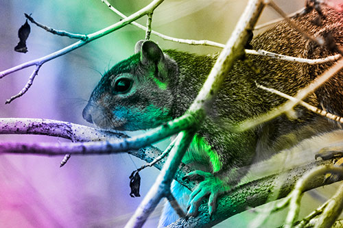 Squirrel Climbing Down From Tree Branches (Rainbow Tone Photo)